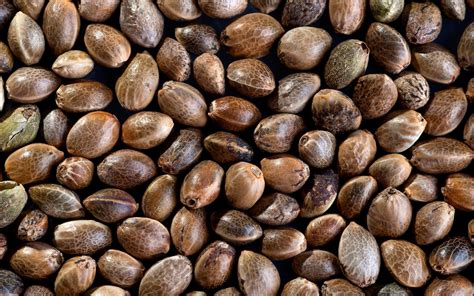 i love to grow marijuana seeds.